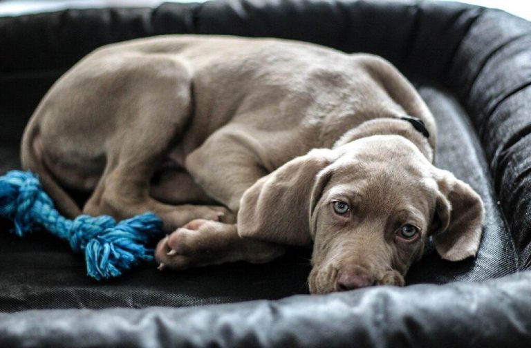 Complete Guide to Drontal Plus for Medium Dogs