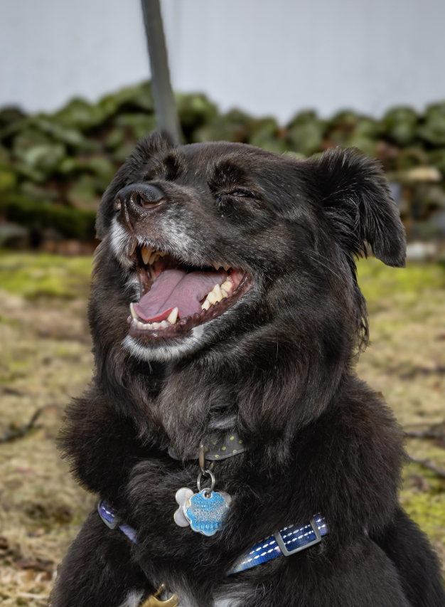 Understanding Canine Gum Inflammation: Causes and Treatment