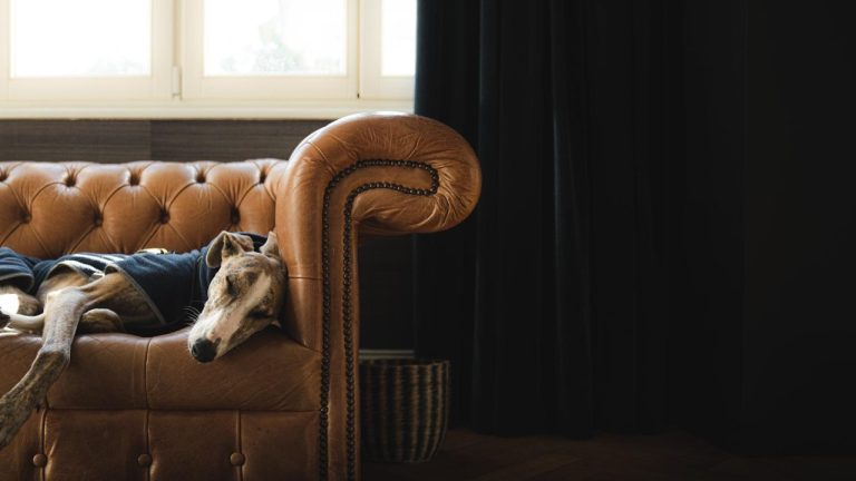 The Top 10 Fascinating Facts about Veterinarians