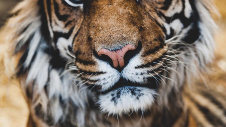 Discover the Best Hopewell Animal Hospital Reviews for Top-Quality Care