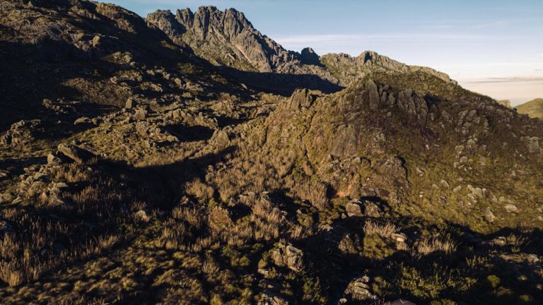 Nobivac 5 in 1 Vaccine: Everything You Need to Know