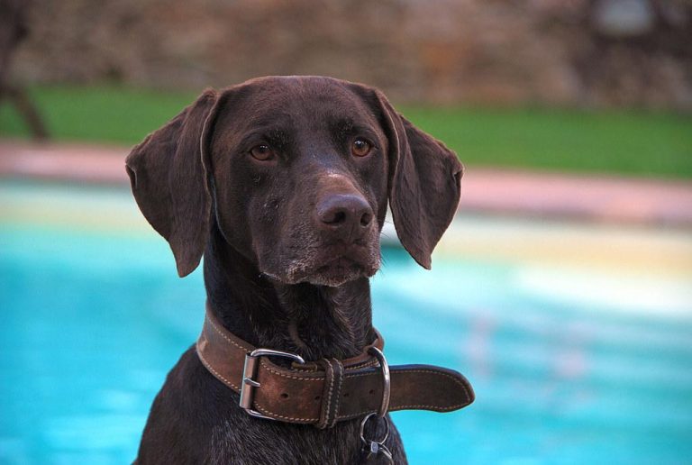 Canine Sensitivities: Unpleasant Smells That Dogs Dislike