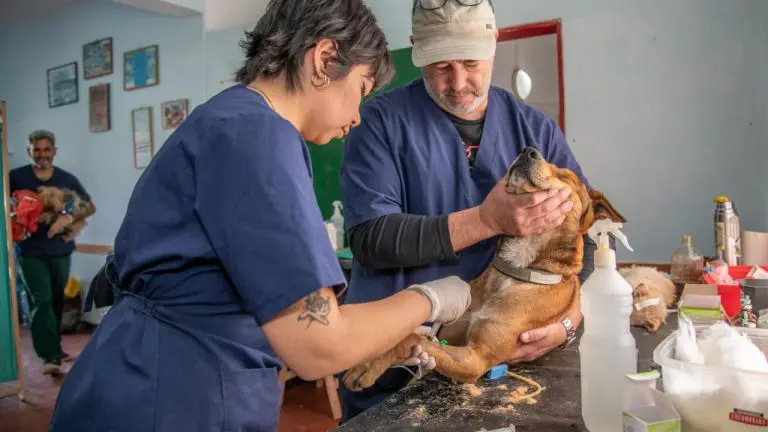 10 Surprising Facts About Veterinarians You Didn’t Know