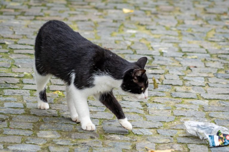 The Peculiar Case of My Cat’s Two Canine Teeth: What You Need to Know