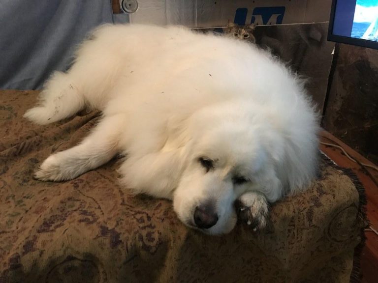 Maximize Savings with Galliprant Rebate 2023