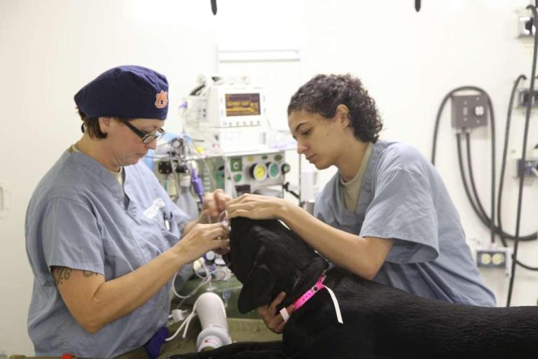Challenges in the Veterinary Field: Addressing Common Issues
