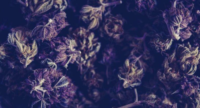 Understanding DEA Form 222: Regulations and Color Codes