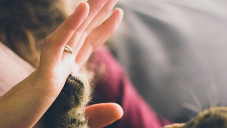 Caring Hands Animal Hospital Aventura: Quality Veterinary Care