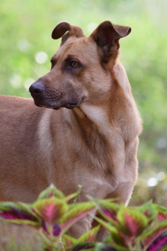 Understanding Vetri Liver Canine: Benefits and Uses