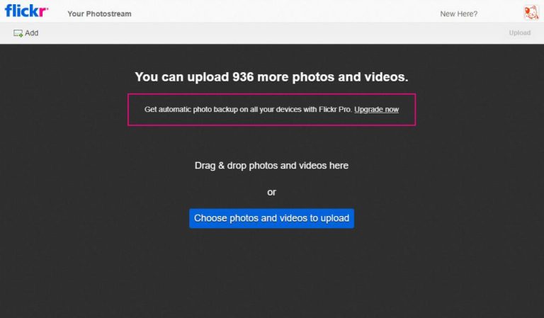 Signs of a Content Cat: How to Tell If Your Feline is Happy