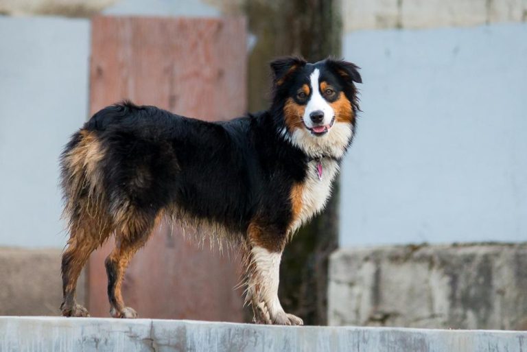 Why Are My Dog’s Gums Swollen? Expert Advice and Tips