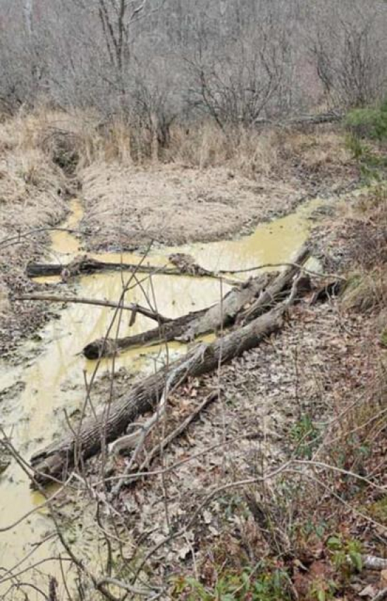 Expert Tips for Helping a Choking Dog