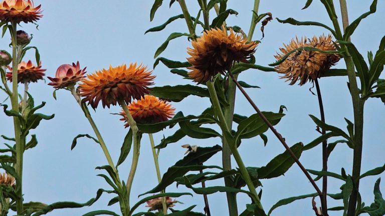 Understanding Thyro Tabs for Dogs: A Comprehensive Guide