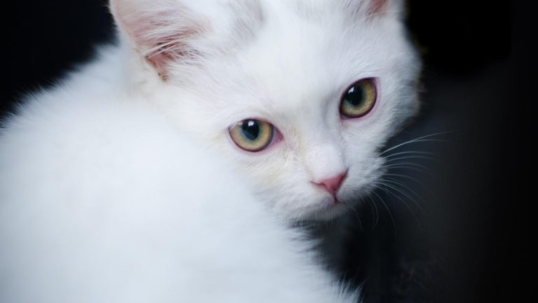 Understanding Cat Teeth: The Mystery of Double Fangs