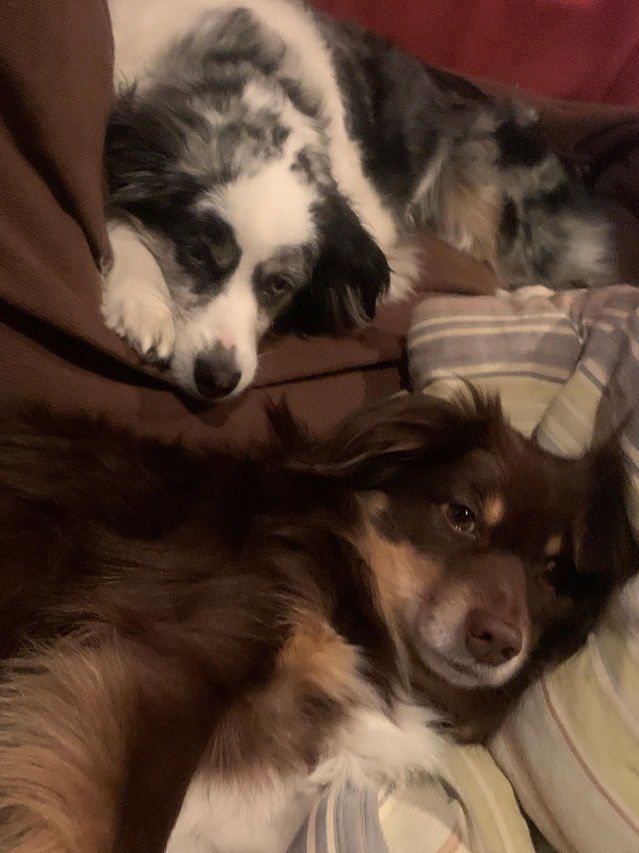 How Dogs Are Administered Anesthesia: A Veterinarian’s Guide