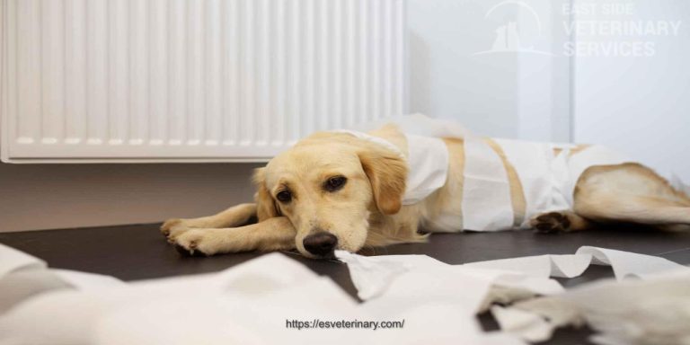 Convenient Prescription Pet Foods Online: A Complete Guide