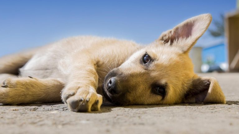 Complete Guide to Drontal Medium Dog: Dosage, Benefits, and More