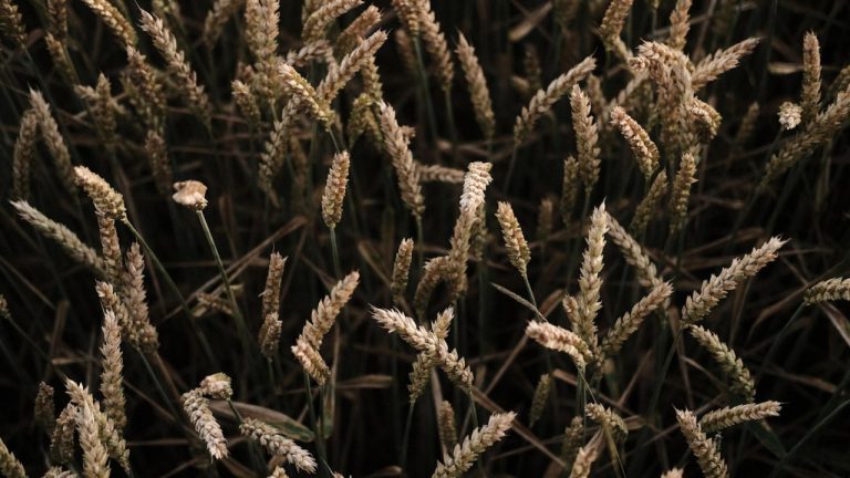 Discover the Best Veterinary Supplies at Vet’sFirst Choice Store