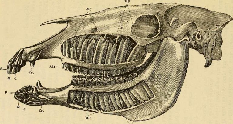 The Ultimate Guide to Succeed Vet Formula for Pet Health