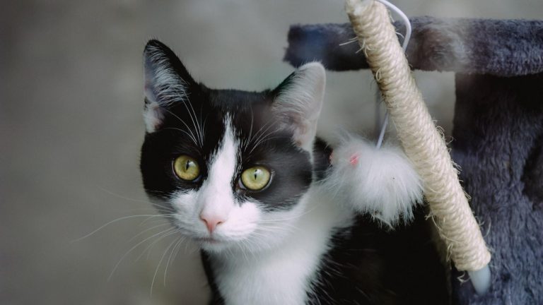 Everything You Need to Know About Purevax Feline Rabies Vaccine