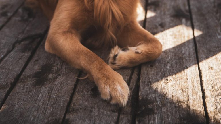 Understanding Canine Gum Swelling: Causes and Treatment Options