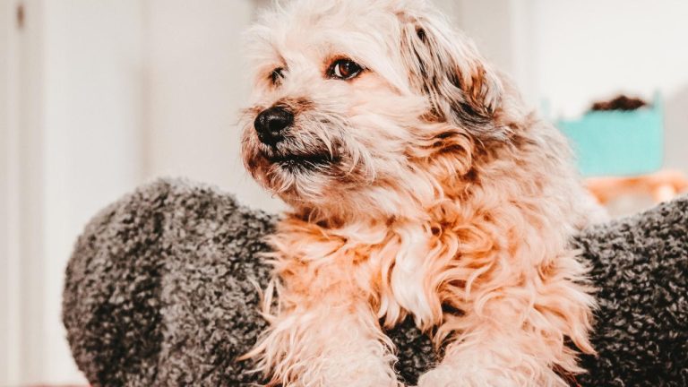 Understanding the Truth: Is a Mutt Considered a Dog Breed