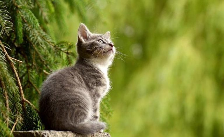Cats Sinus Infection: Symptoms, Causes, and Treatment