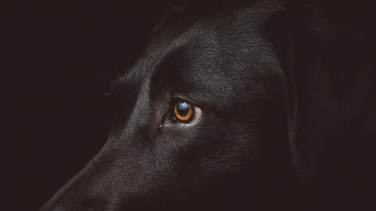 The Ultimate Guide to Mutt Dog Breeds: Characteristics and Care Tips