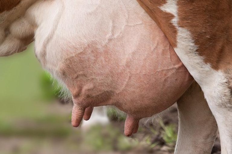 Effective Strategies for Preventing Mastitis in Cows