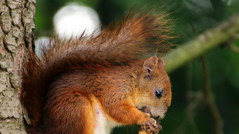 C-Vet Animal Hospital: Providing Quality Care for Your Pets