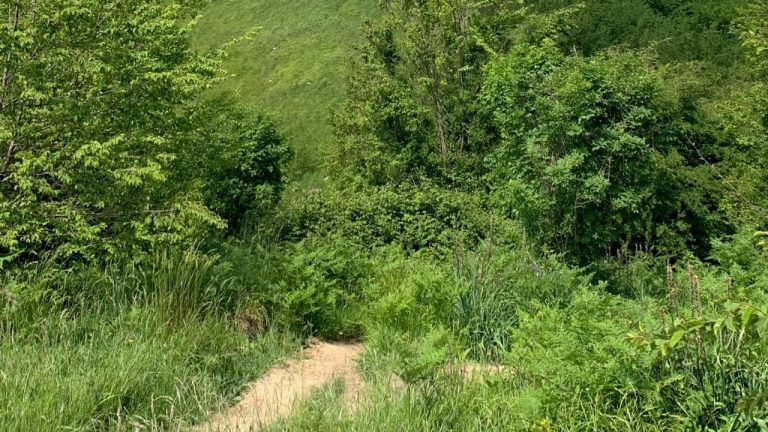 Where to Buy Proviable Forte for Dogs: A Comprehensive Guide