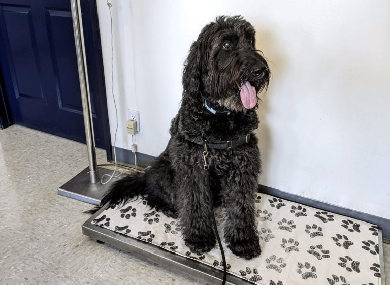 Understanding the Cost of Cytopoint for Dogs: A Comprehensive Guide