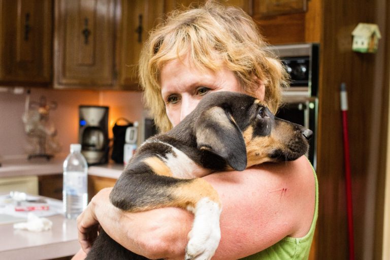 Discover Heartland Animal Hospital Des Moines: Expert Pet Care