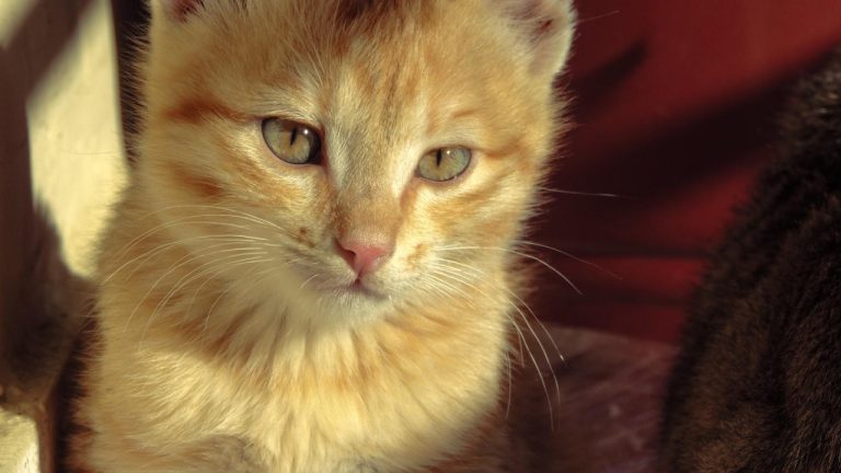 Expert Tips for Animal Hospital Design