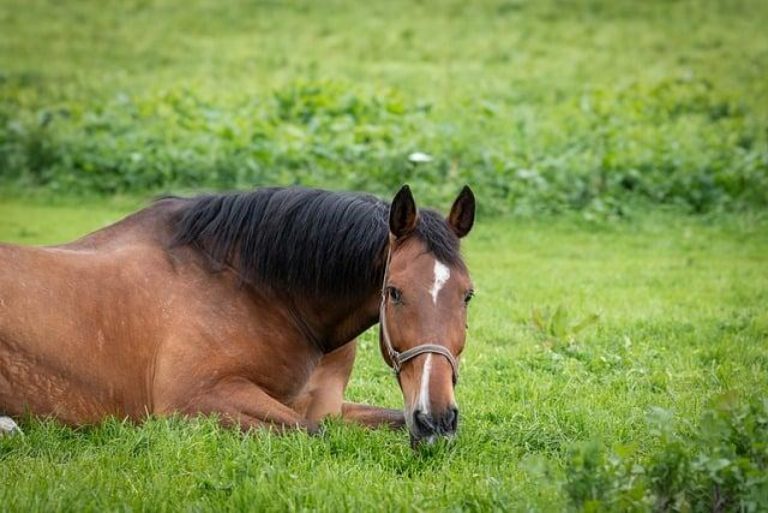 Maximizing Equine Health with Psyllium Powder: A Complete Guide