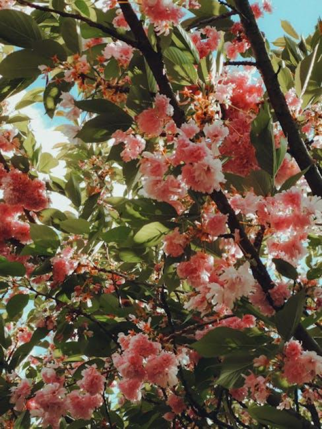 The Intriguing Life of Rachel Wood: From Actress to Advocate