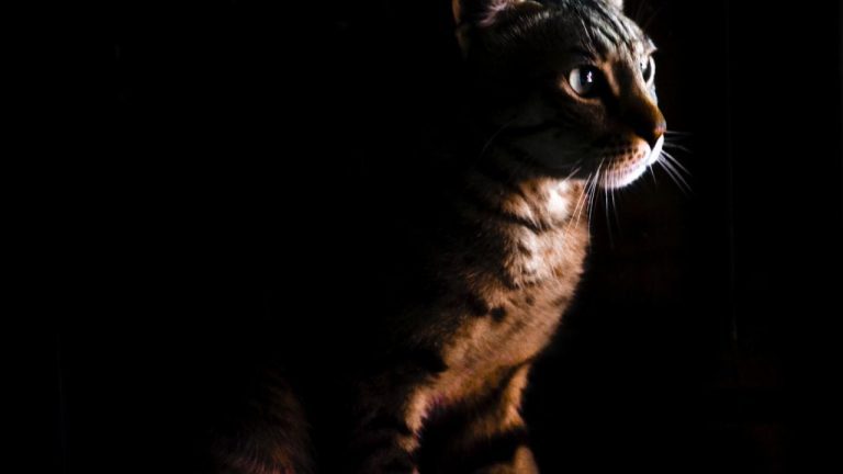 The Mystery of Toby Keith: What Really Happened